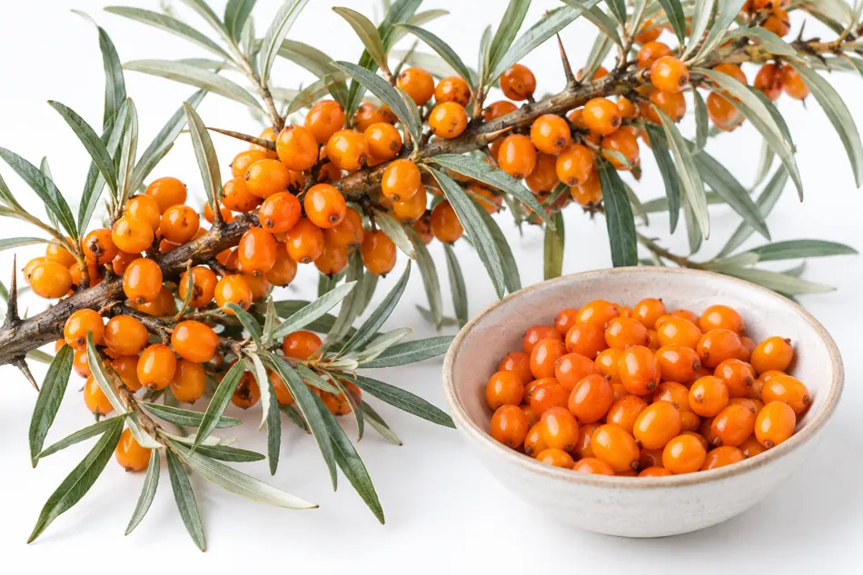 Seaberry sea buckthorn Seaberry sea buckthorn