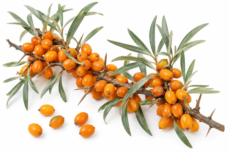 Seaberry plant structure