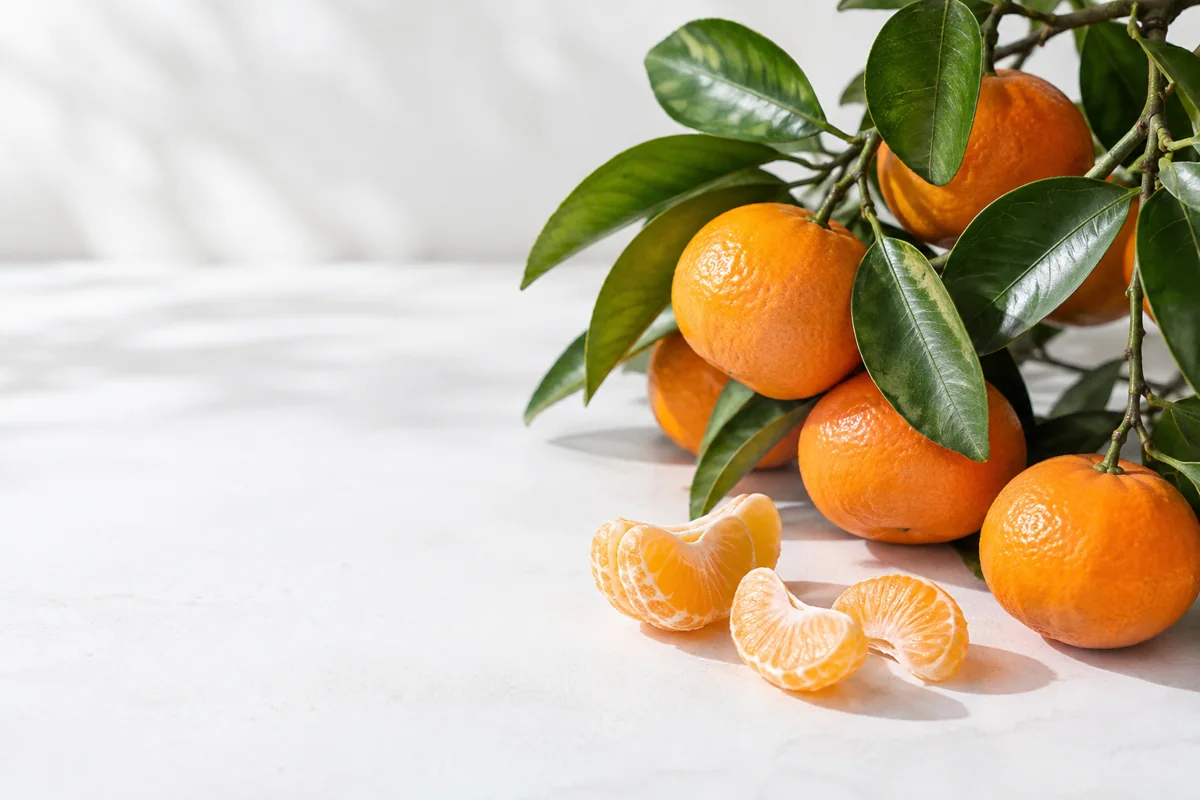 Mandarins on branch with peeled segments Mandarins on branch with peeled segments